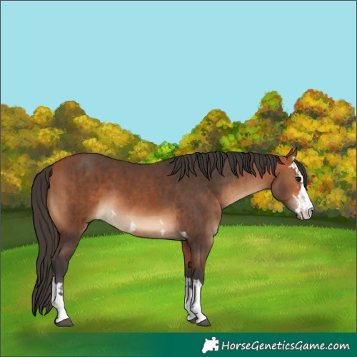 Horse Color:Bay  and Bay 