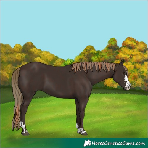 Horse Color:Liver Chestnut  and Liver Chestnut 