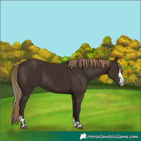Horse Color:Liver Chestnut  and Liver Chestnut 