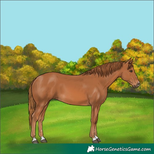 Horse Color:Chestnut 