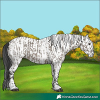 Horse Color:Grullo  and White Spotted Grullo 
