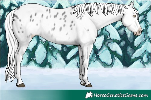 Horse Color:Silver Black Chinchilla Tobiano Appaloosa Rabicano 