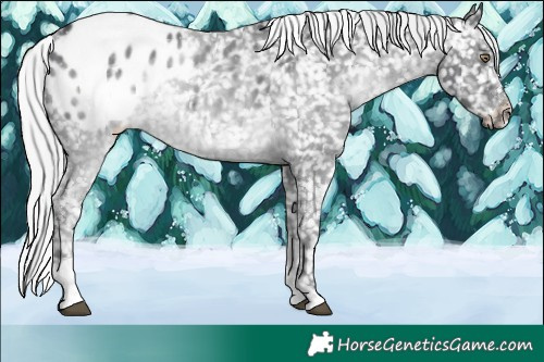 Horse Color:Silver Black Chinchilla Tobiano Appaloosa Rabicano 