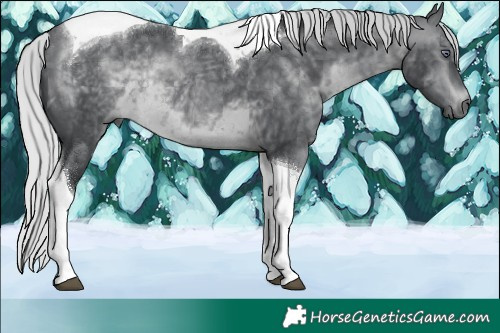 Horse Color:Silver Brown Chinchilla Tobiano Rabicano 