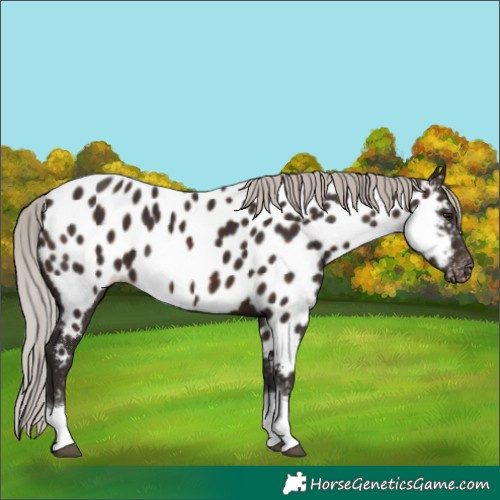 Horse Color:Silver Brown Tobiano Appaloosa 