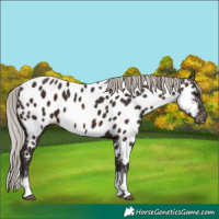 Horse Color:Silver Brown Tobiano Near Leopard 