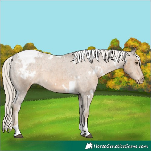 Horse Color:White Spotted Chocolate Palomino Tobiano Appaloosa 