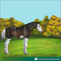 Horse Color:Brown Ice Splash 