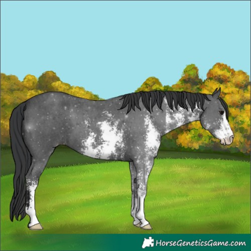 Horse Color:Black Sabino