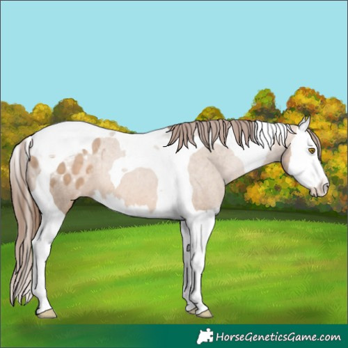 Horse Color:Brown Pearl Dun Splash Tobiano Appaloosa