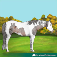 Horse Color:Brown Splash Tobiano Varnish Rabicano