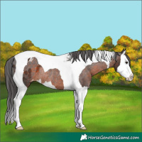 Horse Color:Brown Splash Tobiano Appaloosa Rabicano 