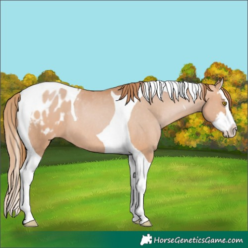 Horse Color:Bay Pearl Splash Tobiano Appaloosa 