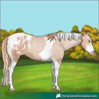 Horse Color:Bay Pearl Splash Tobiano Blanket 