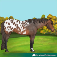 Horse Color:Bay Appaloosa 