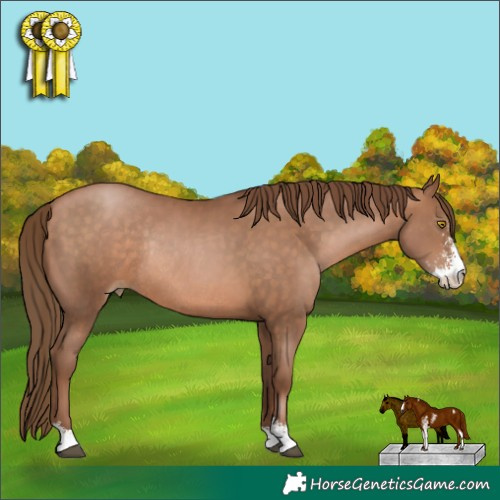 Horse Color:Brown Pearl Sabino Rabicano 