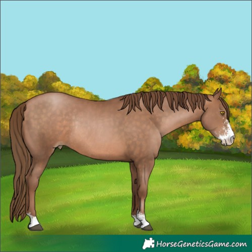 Horse Color:Brown Pearl Sabino Rabicano 