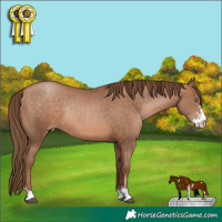 Horse Color:Brown Pearl Sabino Rabicano 