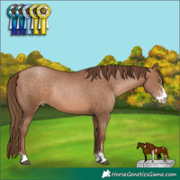 Horse Color:Brown Pearl Sabino Rabicano 