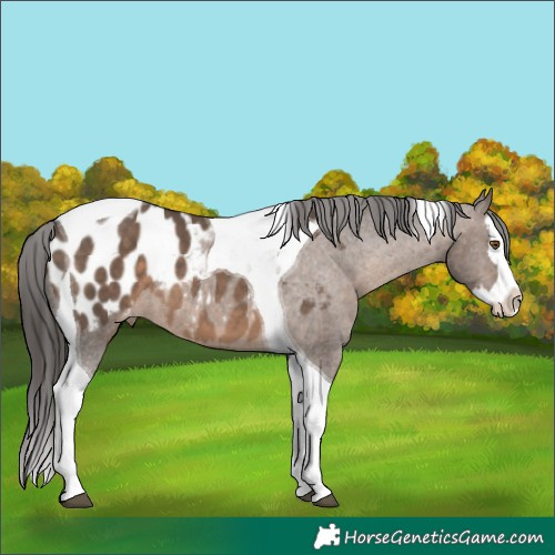 Horse Color:Brown Dun Splash Tobiano Appaloosa 