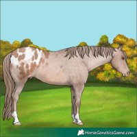 Horse Color:Brown Pearl Blanket 