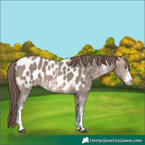Horse Color:Bay Dun Sabino Appaloosa 