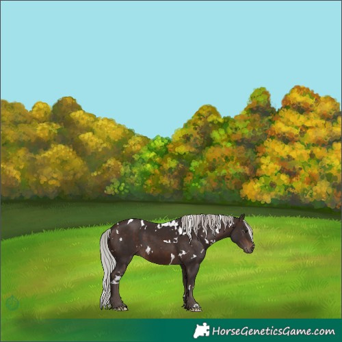 Horse Color:White Spotted Silver Brown 