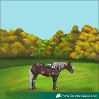 Horse Color:White Spotted Silver Brown