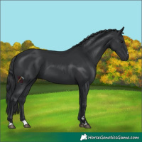 Horse Color:Black 