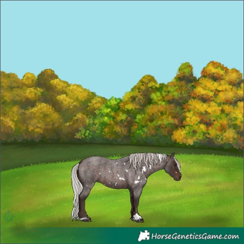 Horse Color:White Spotted Silver Brown Roan 