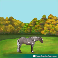 Horse Color:White Spotted Silver Brown Roan