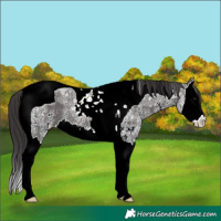 Horse Color:Smoky Black Ice Sabino Splash Tobiano