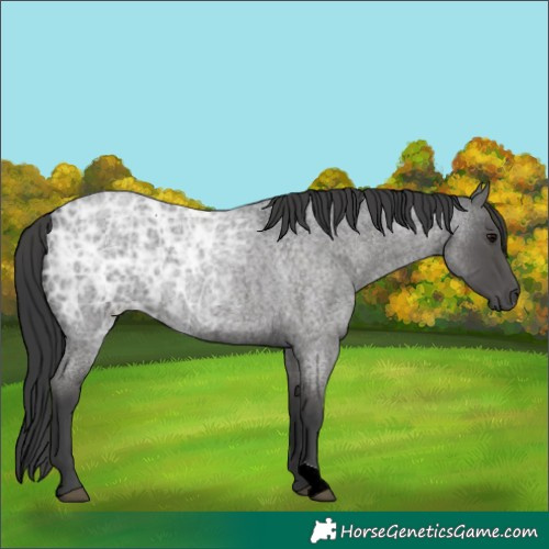 Horse Color:Blue Ice Roan 