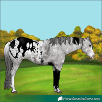 Horse Color:Black Ice Sabino Tobiano Appaloosa Rabicano