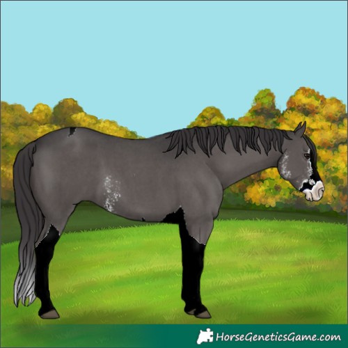 Horse Color:Smoky Black Sabino Splash Tobiano