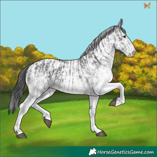 Horse Color:White Spotted Black  and White Spotted Black 