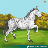 Horse Color:White Spotted Black  and White Spotted Black 