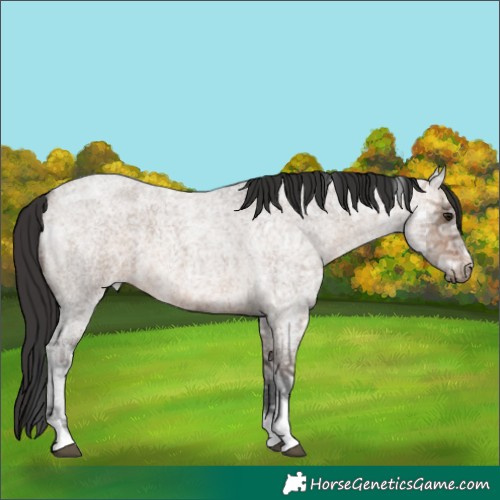 Horse Color:Brown Ice Roan Dun Tobiano 