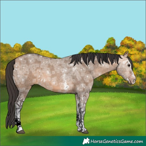 Horse Color:Bay Ice Dun Sabino 
