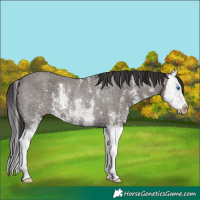 Horse Color:Smoky Grullo Sabino Splash Rabicano 