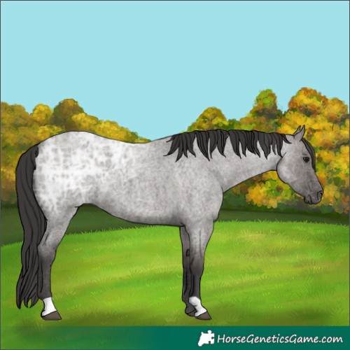Horse Color:Smoky Grullo Ice Roan 