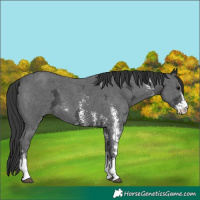 Horse Color:Black Ice Sabino 