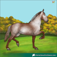 Horse Color:Gray Chestnut 