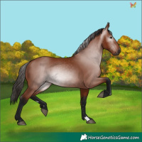 Horse Color:Gray Bay 