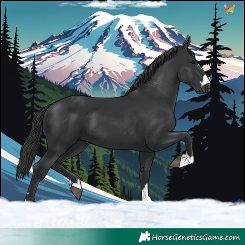 Horse Color:Black 