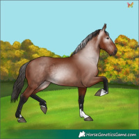 Horse Color:Gray Bay 