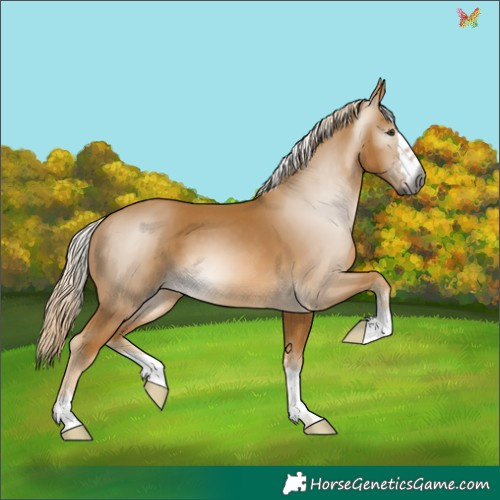 Horse Color:Gray Palomino
