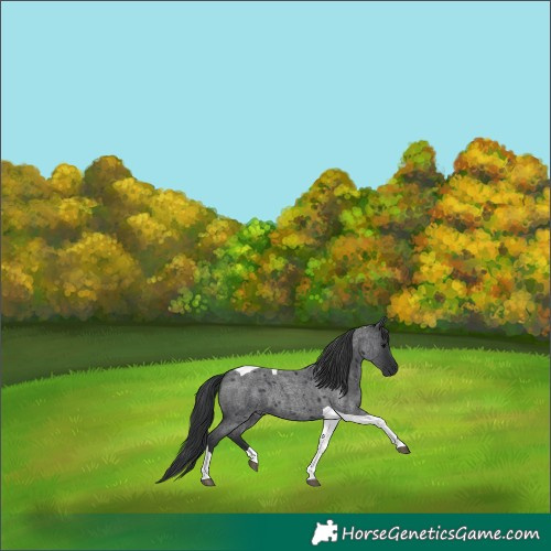 Horse Color:Blue Roan Tobiano 