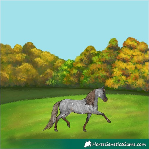 Horse Color:White Spotted Liver Red Roan 