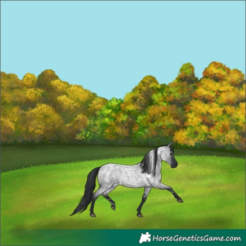 Horse Color:White Spotted Blue Roan 